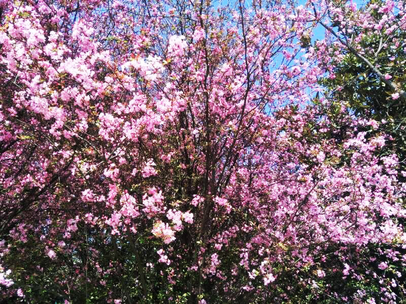 365速发国际(中国)官方网站