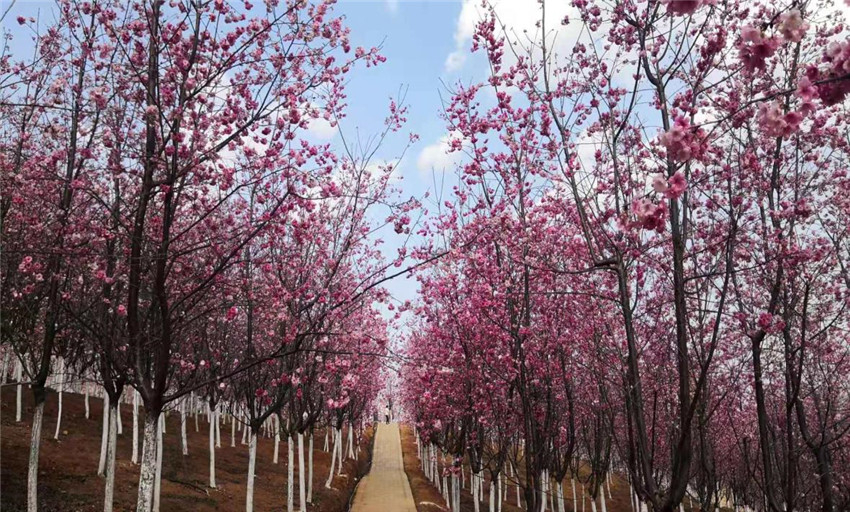 365速发国际(中国)官方网站